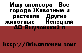 Ищу спонсора - Все города Животные и растения » Другие животные   . Ненецкий АО,Выучейский п.